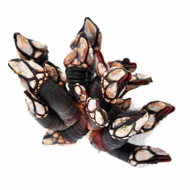 Barnacle Galicia Frz (4-6cm/pc) (~1.3kg) - Palamos Barnacle Galicia Frz (4-6cm/pc) (~1.3kg) - Palamos