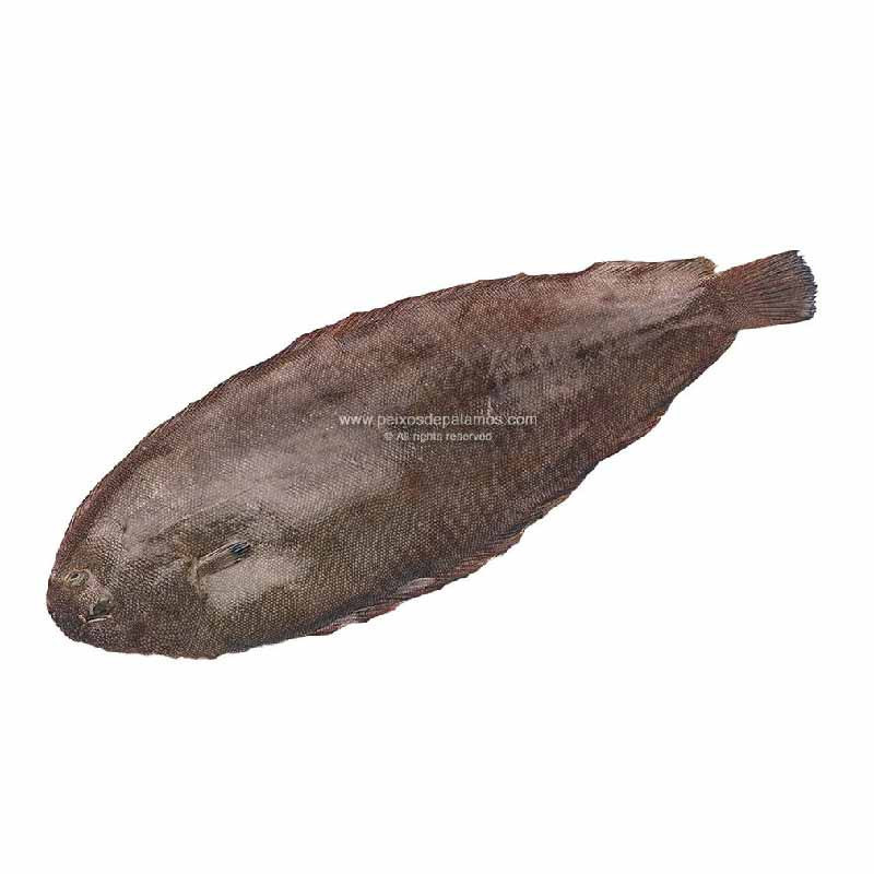Whole Gutted Sole (~500g) - Palamos Whole Gutted Sole (~500g) - Palamos