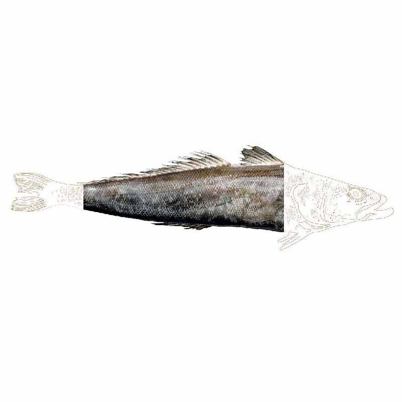 Whole Toothfish Gutted Head Off (3-4Kg) - Terre D'Azur Whole Toothfish Gutted Head Off (3-4Kg) - Terre D'Azur