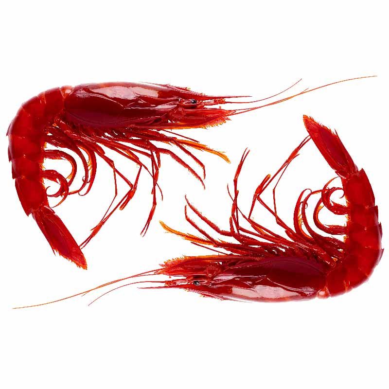 Carabineros Frz 8-10 (~1kg) - Terre D'Azur Carabineros Frz 8-10 (~1kg) - Terre D'Azur