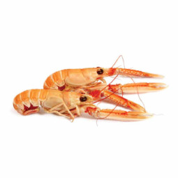 Langoustine 8/12 Frz (1.5kg) - Palamos