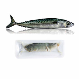 Mackerel Fillet Frz (80-120g)  - Cinq Degrés Ouest