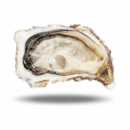 Fine N4 24pc Oyster Brittany (1.5kg)