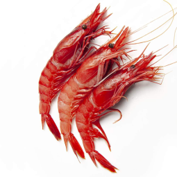 Gamba Roja Frz 25-35 (~1kg) - Terre D'Azur