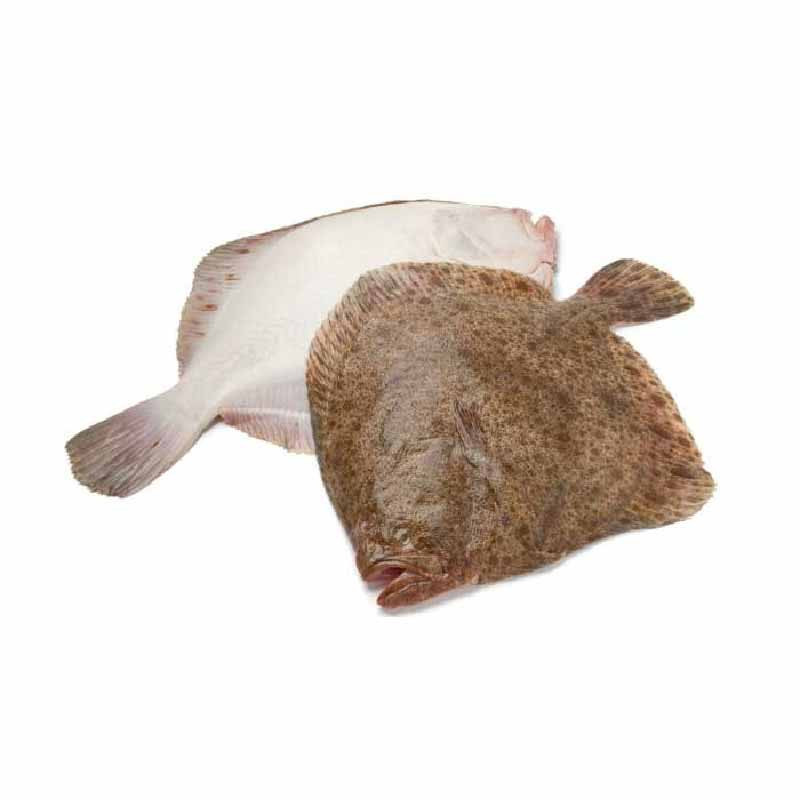 Whole Gutted Turbot Wild Frozen (~3.5kg) - Palamos