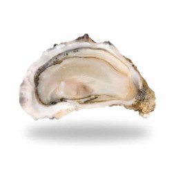 Hàu Pháp tươi Brittany N3 (2kg) - Cadoret